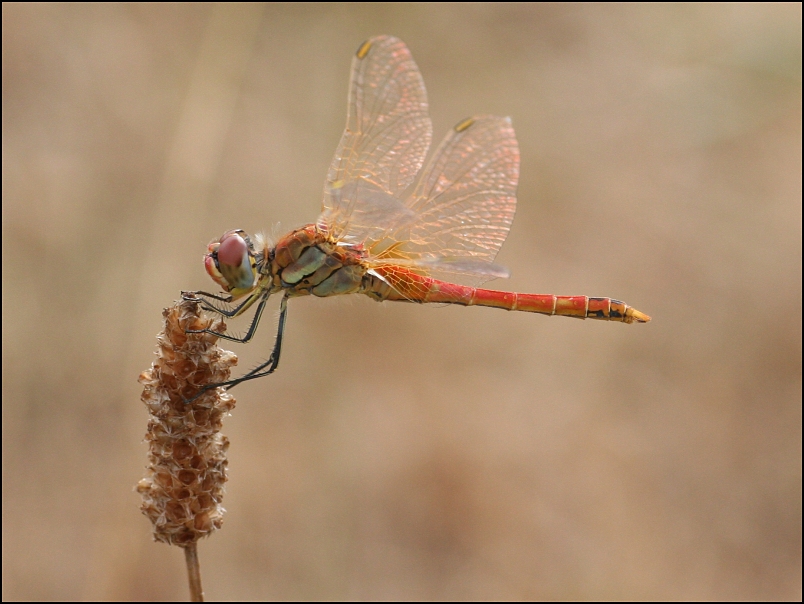 2007-07-27_Zwervende_heidelibel_-_Spaanse Pyreneeen.jpg